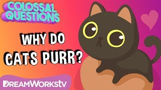 Why Do Cats Purr?  | COLOSSAL QUESTIONS