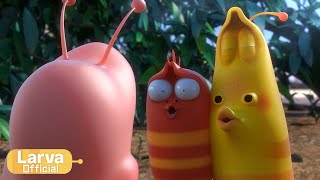 chu animation comlication larva tuba official