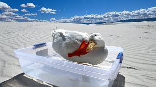 I took my duck to White Sands