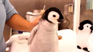 A month-old, 2-pound emperor penguin gets feeding.