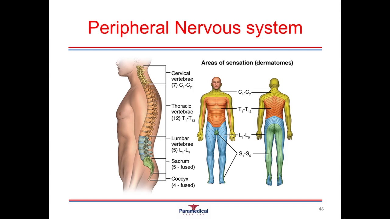 Anatomy and Physiology Part 4 Nervous System - YouTube