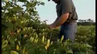 How It's Made  Tabasco Hot Sauce Discovery Channel