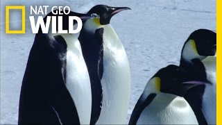 Emperor Penguin Migration | Deep Blue