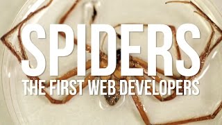 Spiders: The First Web Developers