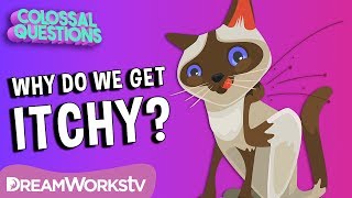 Why Does Scratching An Itch Feel Good? | COLOSSAL QUESTIONS