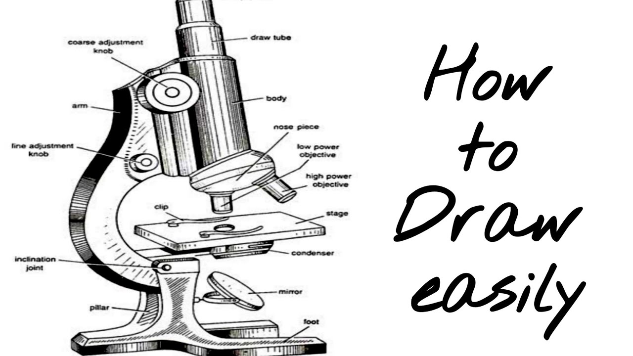 Pencil Sketch Compound Microscope Drawing Micropedia - vrogue.co