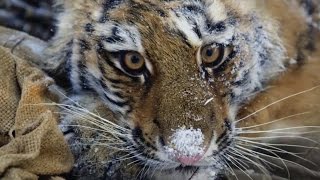 Saving A Siberian Tiger Cub - Operation Snow Tiger - BBC