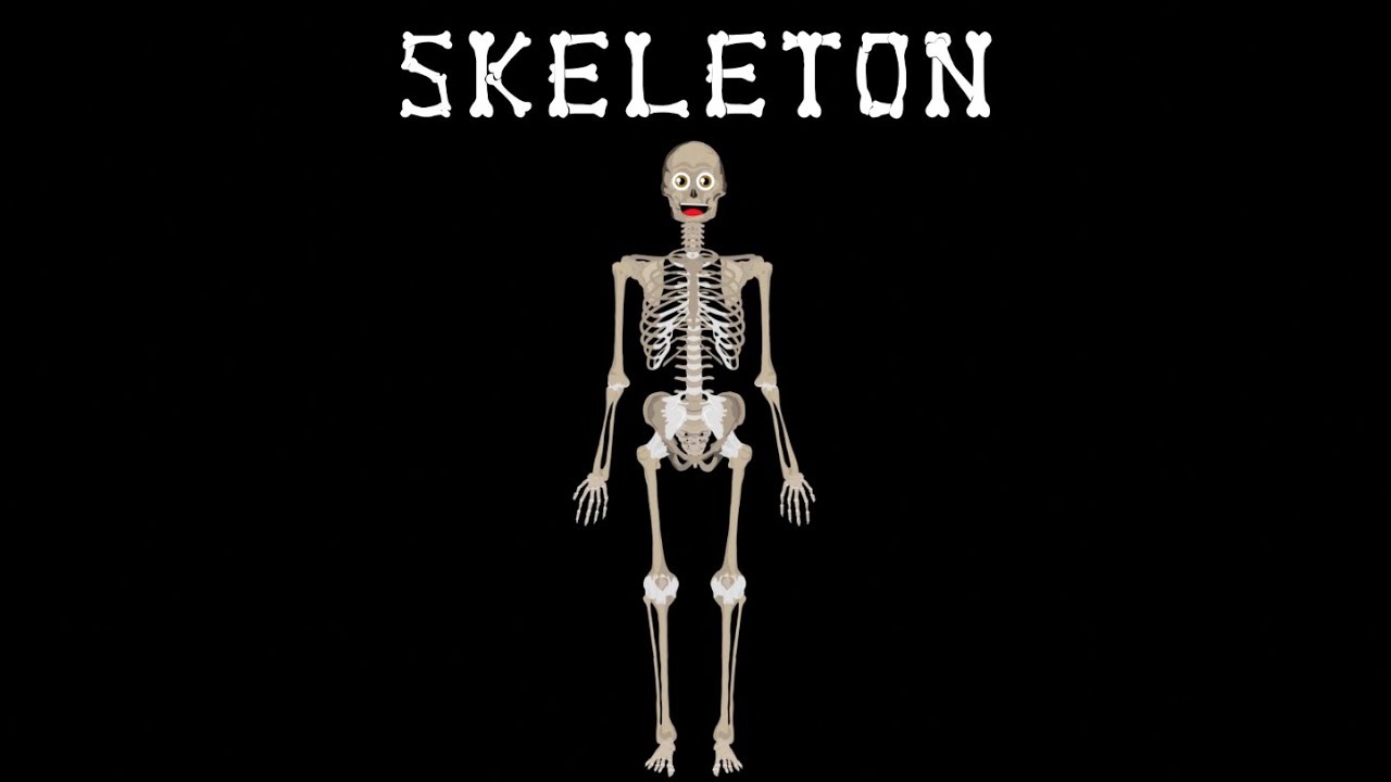 The Bones Skeletal System Song/Anatomy - YouTube