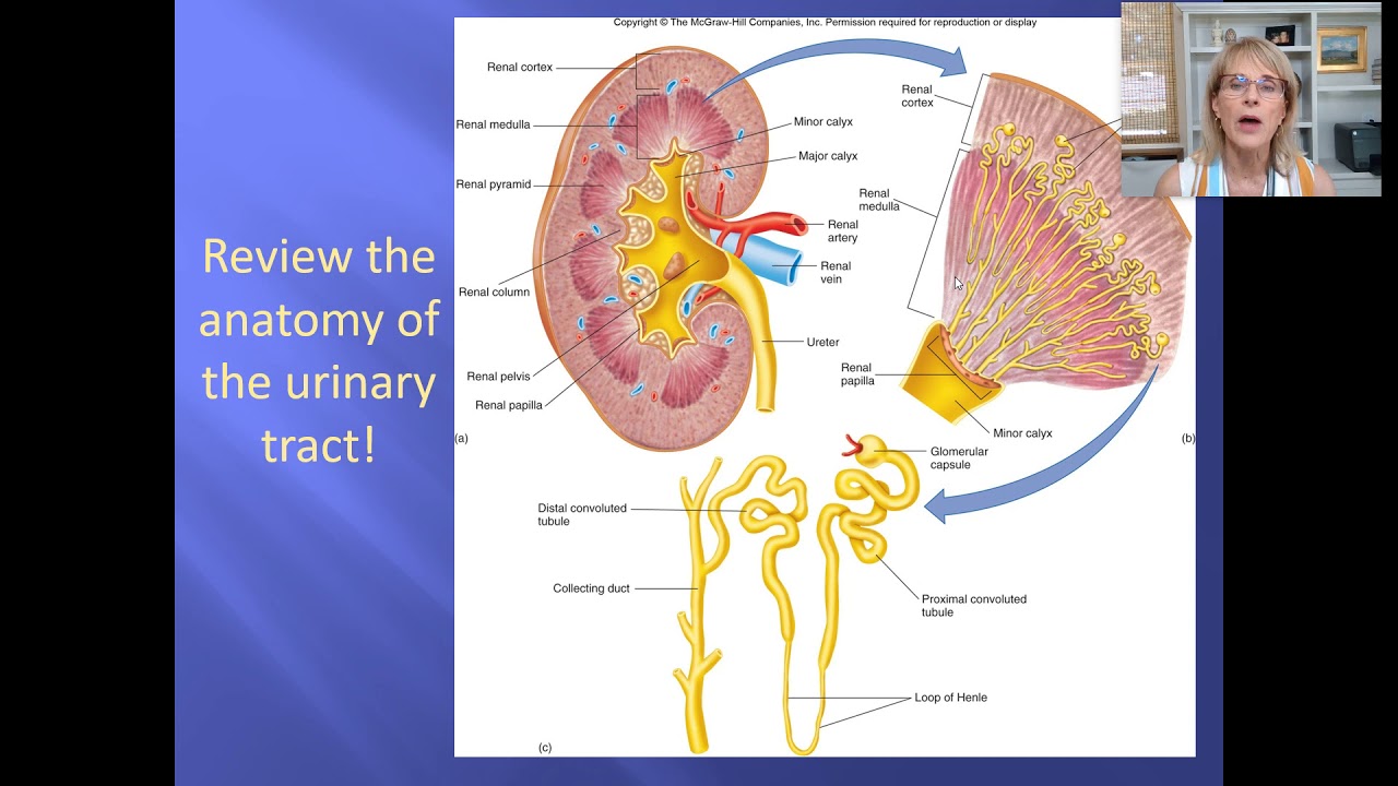 Urinary physiology - 2 - YouTube