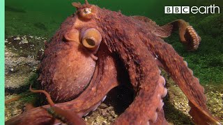 Octopus Steals Crab From Fisherman - Super Smart Animals - BBC Earth