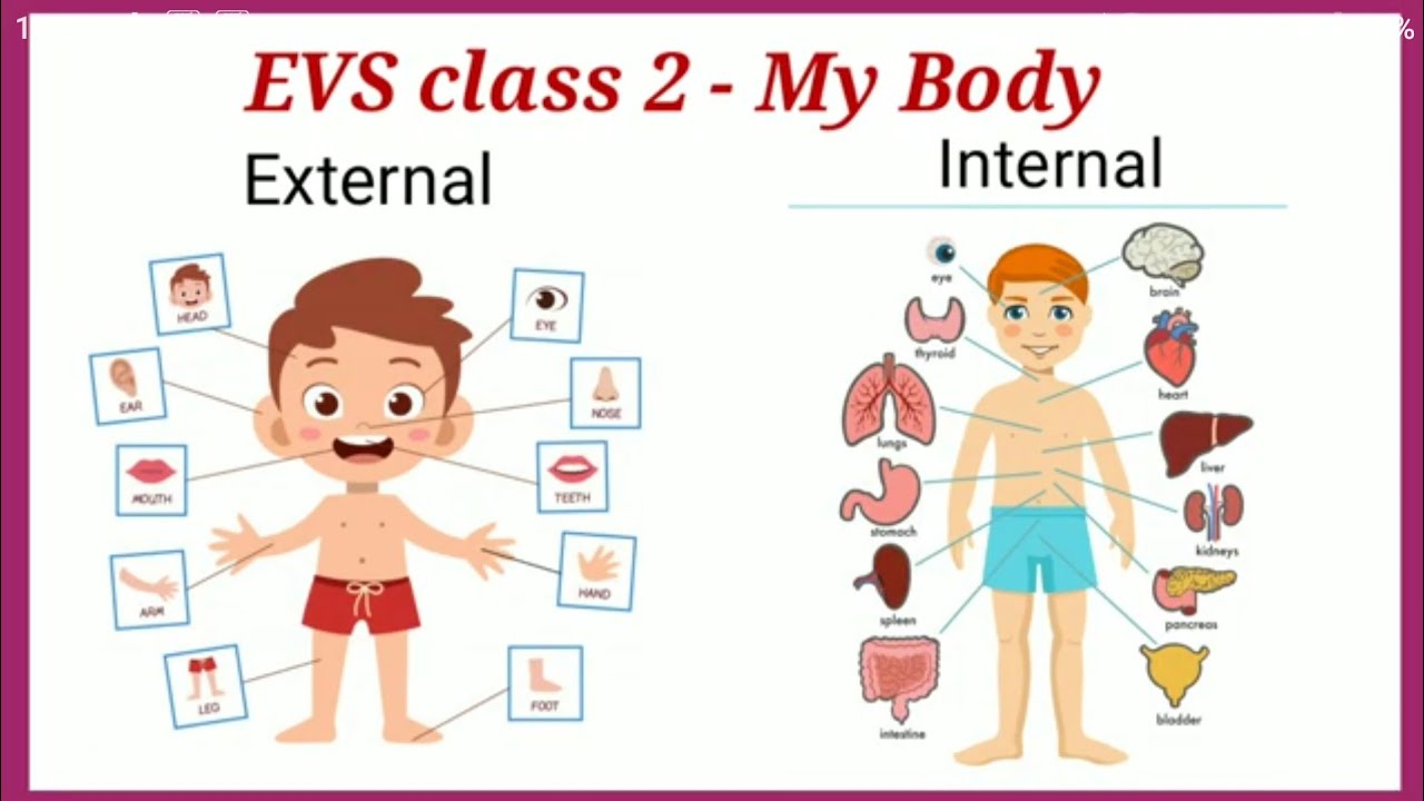 Parts Of The Body For Grade 2