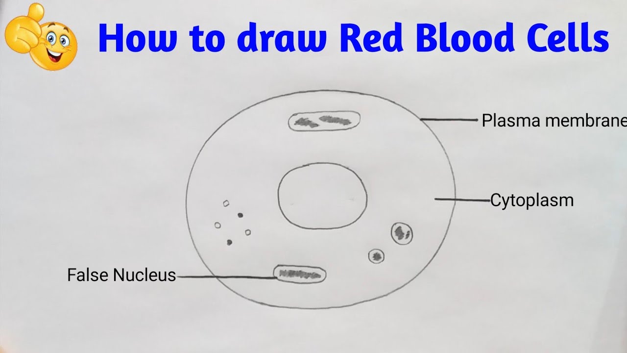 Red Blood Cell Diagram