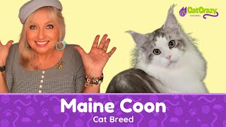 San Diego CFA Cat Show  Check out Coons' Kin Maine Coon Cats