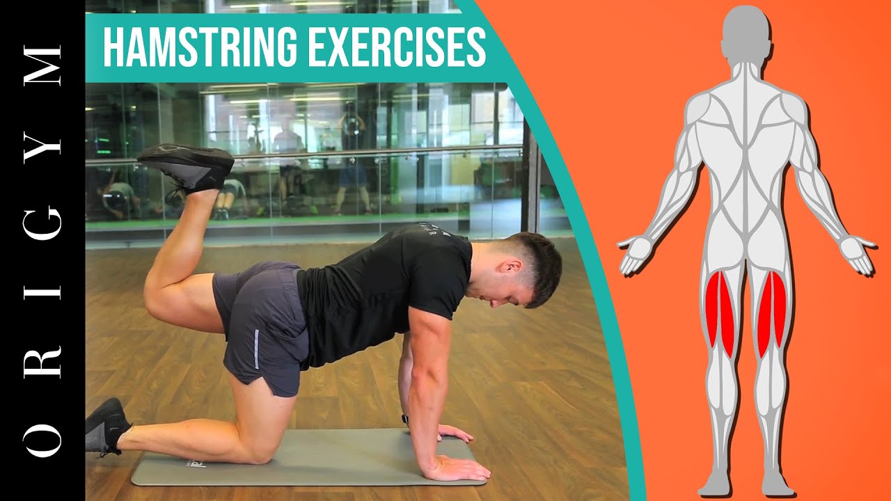 Hamstring Muscle Exercise