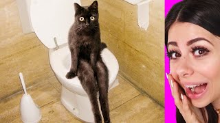 Funny Cat Videos That Give Me Life !