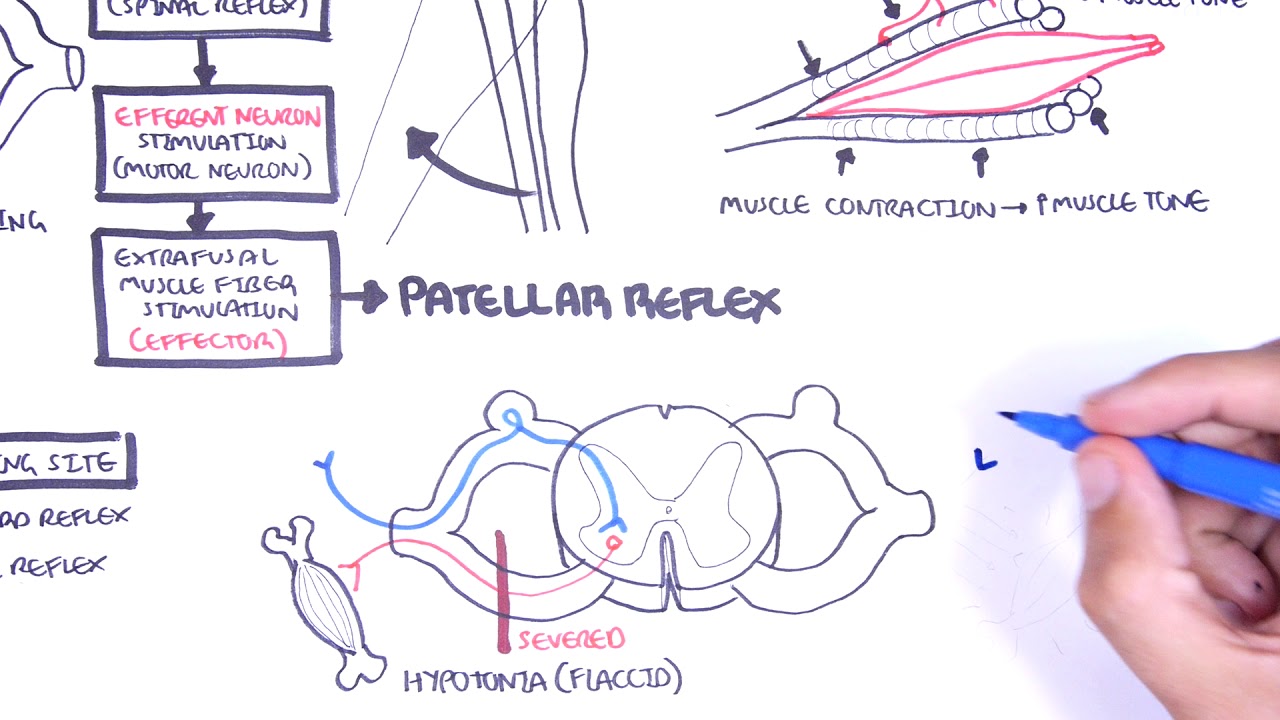 Introduction to how reflexes work - reflex arc, monosynaptic and ...