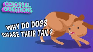 Why Do Dogs Chase Their Tails? | COLOSSAL QUESTIONS