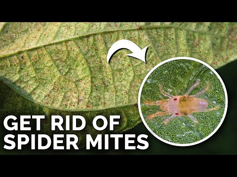 Super Simple Spider Mite Control and Prevention