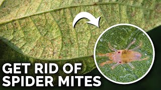 Super Simple Spider Mite Control And Prevention - Youtube