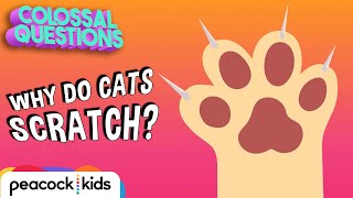 Why Do Cats Love Scratching? | COLOSSAL QUESTIONS