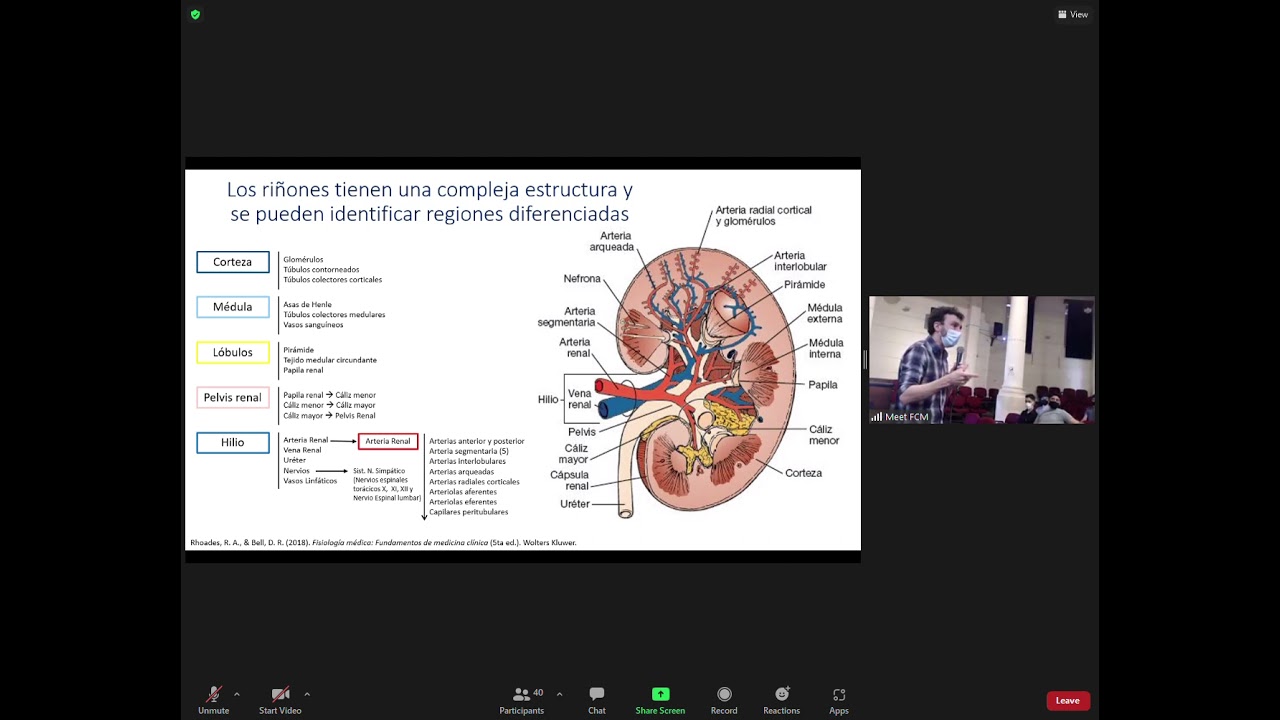 SER HySM: Fisiología renal - YouTube