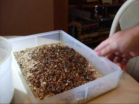 how to farm your own mealworms - Farm Mania