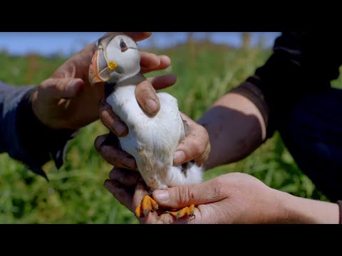 First Time Cute Baby Puffin Sees World - World Beneath Your Feet - BBC