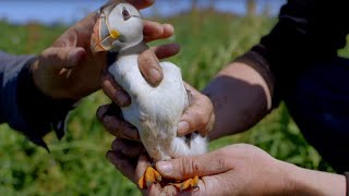 First Time Cute Baby Puffin Sees World | World Beneath Your Feet | BBC