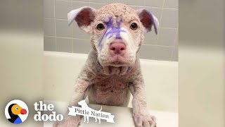 Purple Pittie Puppy Makes an INCREDIBLE Transformation | The Dodo Pittie Nation