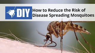 How to Reduce the Risk of Disease Spreading Mosquitoes