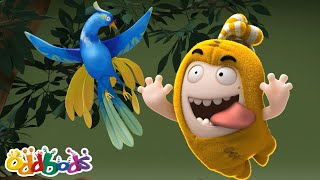 bird watching oddbods full episode funny cartoons for kids