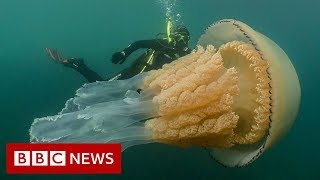 Giant human-sized jellyfish spotted by divers - BBC News