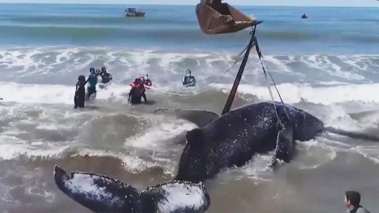 The Inspiring 28-Hour Rescue of a Humpback Whale in Distress - Sporting ABC