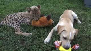 Kumbali and Kago, Cheetah Cub & Puppy Friendship