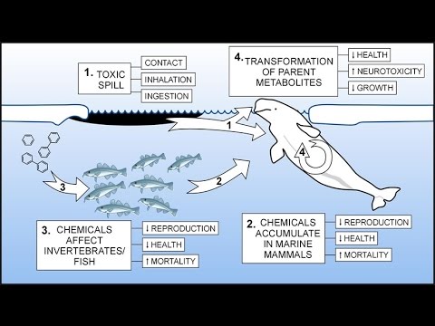 Arctic Marine Life Course (Pollutants) - YouTube