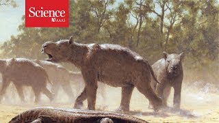 Giant wombatlike creatures migrated across Australia 300,000 years ago