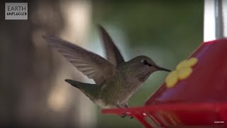 Hummingbirds In Slow Motion - BBC Earth