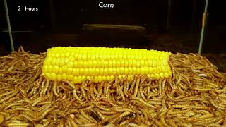 Mealworms eating tomato, broccoli romanesco and corn - 10.000 worms! #3