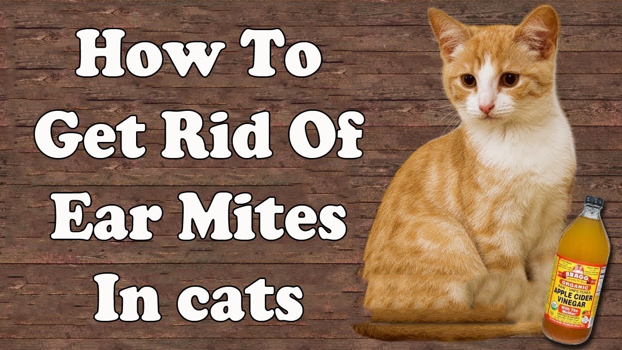 How To Get Rid of Ear Mites in Cats || Home Remedies for Ear Mites in