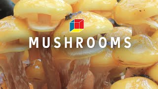 Mushrooms Might Save the World