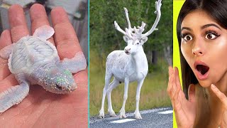 Rare Animals that ACTUALLY EXIST