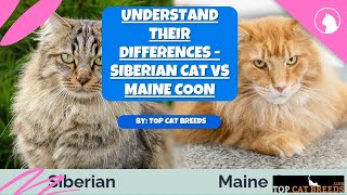 Understand Their Differences  Siberian Cat vs Maine Coon | Top Cat Breeds