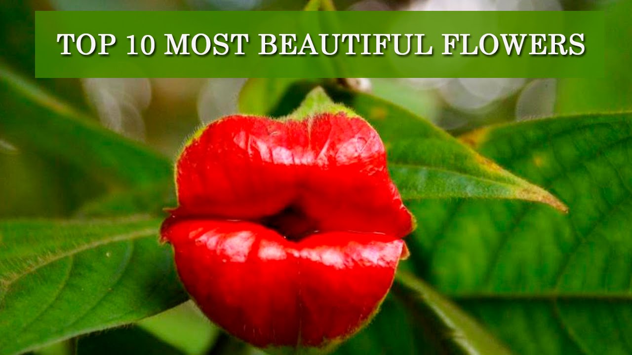 Images Of Most Beautiful Flowers In The World