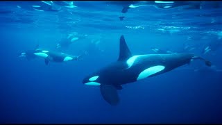 Reflecting On A Life Filming Below The Waves - Blue Planet II Behind The Scenes