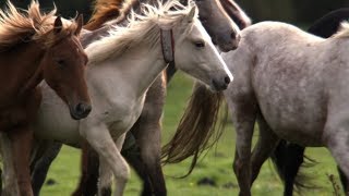 Pony Drift: The British "Wild West" | BBC Earth