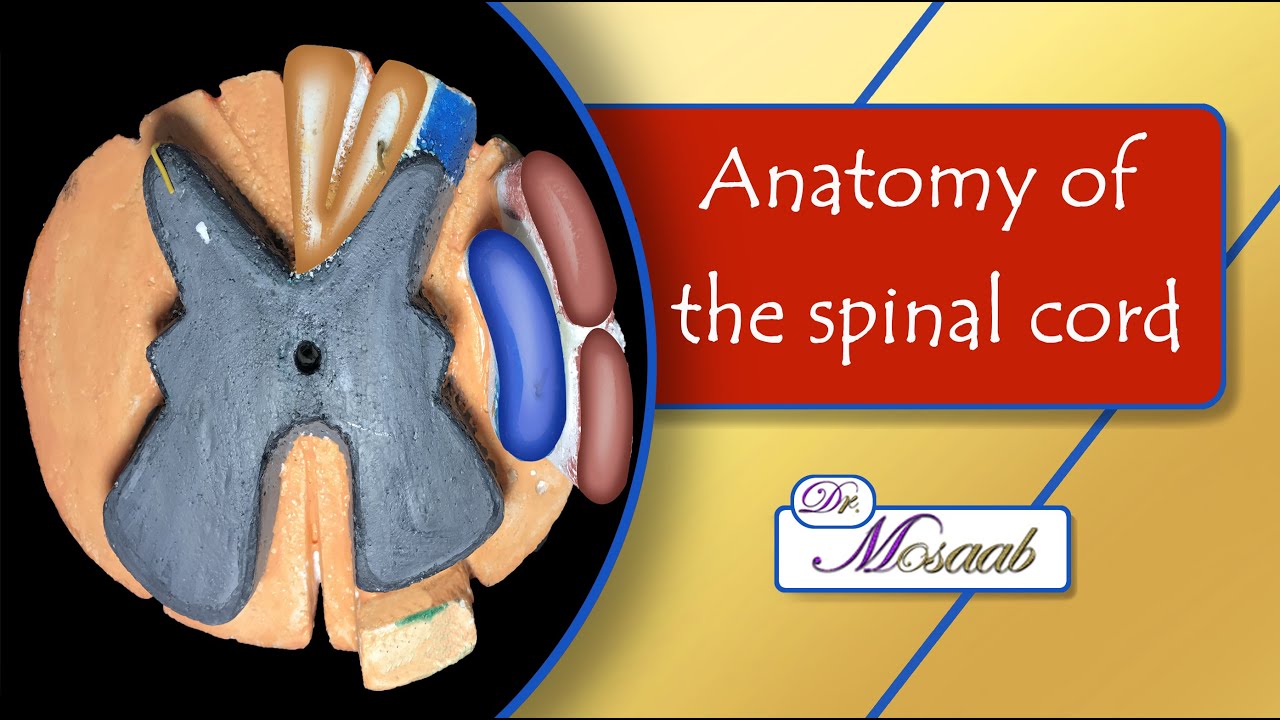 Anatomy of the spinal cord - YouTube