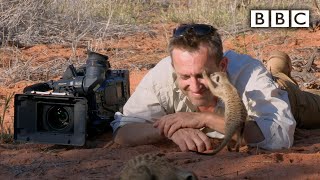 Magic meerkat moments - Planet Earth Live - BBC One