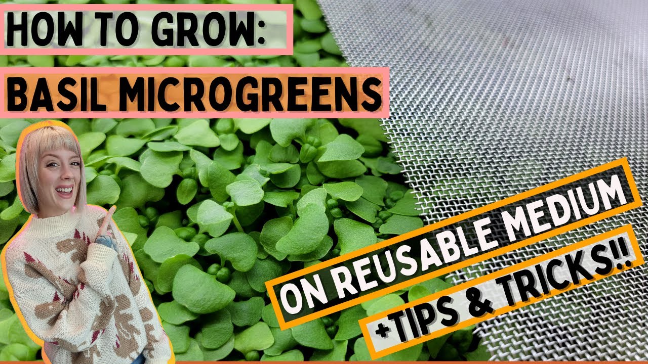 How to Grow Basil Microgreens on Reusable Grow Medium – Full Tutorial + Tips |  Soilless Growing