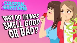 Why Do Some Things Smell Bad?  | COLOSSAL QUESTIONS