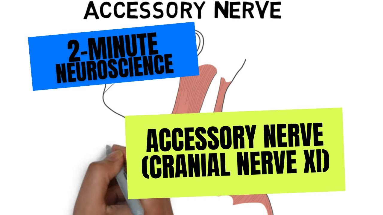 Accessory Nerve